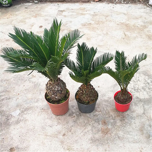 多年生植物小铁树盆栽苏铁盆栽铁树大苗易养植阳台庭院盆栽植物