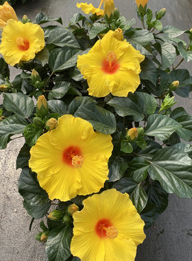 朱瑾盆栽室外耐晒花卉重瓣朱槿扶桑花蔷薇花芙蓉花牡丹木本芙蓉花