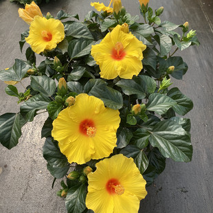 朱瑾盆栽室外耐晒花卉重瓣朱槿扶桑花蔷薇花芙蓉花牡丹木本芙蓉花