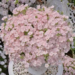 福禄考花苗阳台庭院盆栽耐热耐寒多年生宿根植物芝樱花时令花卉