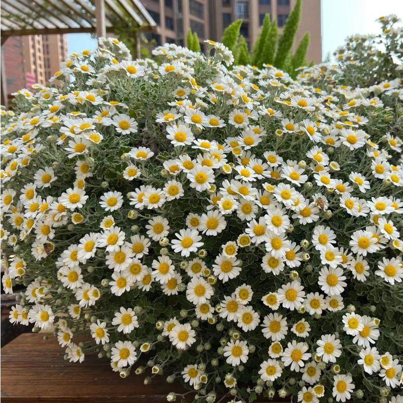 野路菊盆栽阳台庭院四季常绿多年生耐热耐寒宿根花卉好养高山雅菊