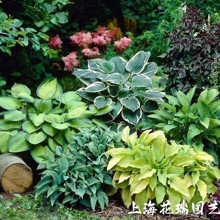 玉簪花苗 阳台庭院绿植多年生花卉花园进口大苗盆栽 常绿观叶植物
