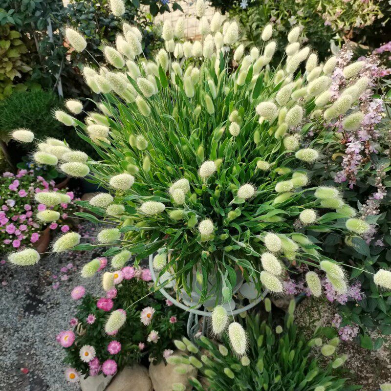 兔尾草盆栽花园阳台新手好养植物切花干花软萌可爱观赏草花镜耐寒