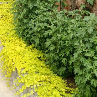 金叶过路黄盆栽 庭院四季常绿垂吊植物易爆盆 花园地栽观叶黄金串