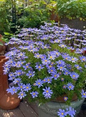 蓝色玛格丽特盆栽阳台庭院室外开花植物多年生耐寒花苗易爆盆花卉