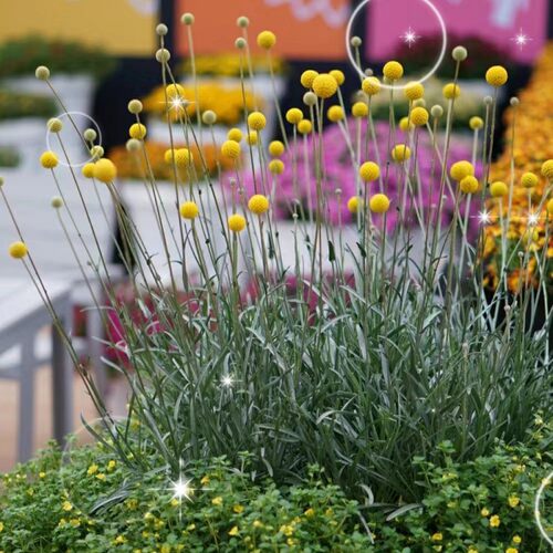 鼓槌菊宿根植物室外花园春夏好养