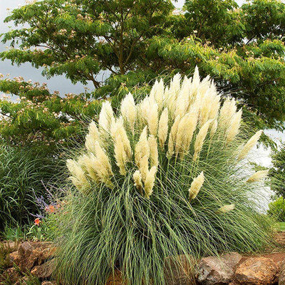 花镜植物矮蒲苇盆栽狼尾草水竹
