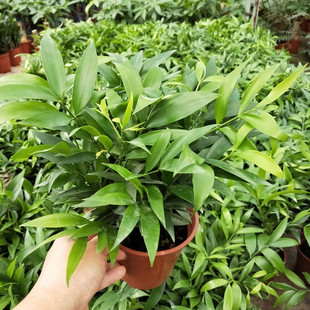 棕竹 盆栽植物室内盆栽绿植棕竹苗阳台办公桌盆栽观叶植物好养