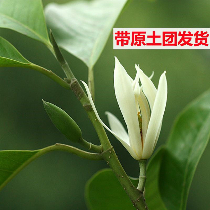 白兰花盆栽四季室内阳台包邮