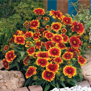 天人菊盆栽金鸡菊多年生宿根耐寒耐热花卉庭院阳台花坛植物好养