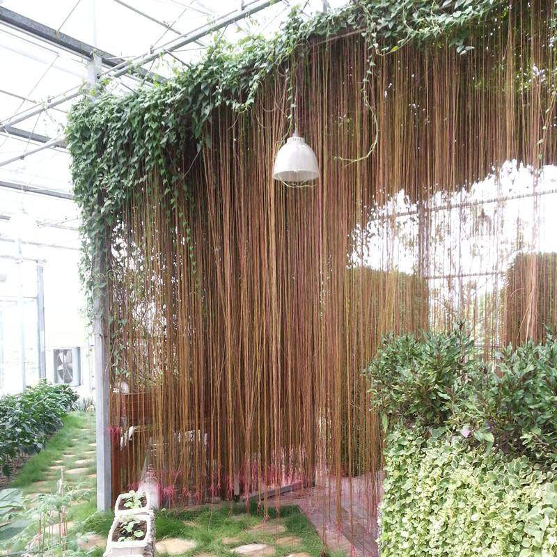 爬藤盆栽植物富贵藤苗珠帘藤苗一帘幽梦庭院廊架楼顶花卉金丝垂帘