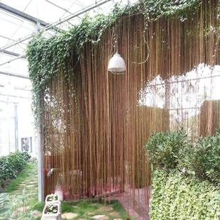 爬藤盆栽植物富贵藤苗珠帘藤苗一帘幽梦庭院廊架楼顶花卉金丝垂帘