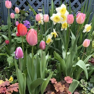 进口郁金香盆栽阳台庭院耐寒花卉水仙花靓丽花镜植物冬季室外花