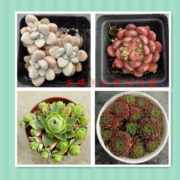 多肉植物 黄金玫瑰 草莓卷娟 红宝石 艾伦 办公桌桌面小盆栽