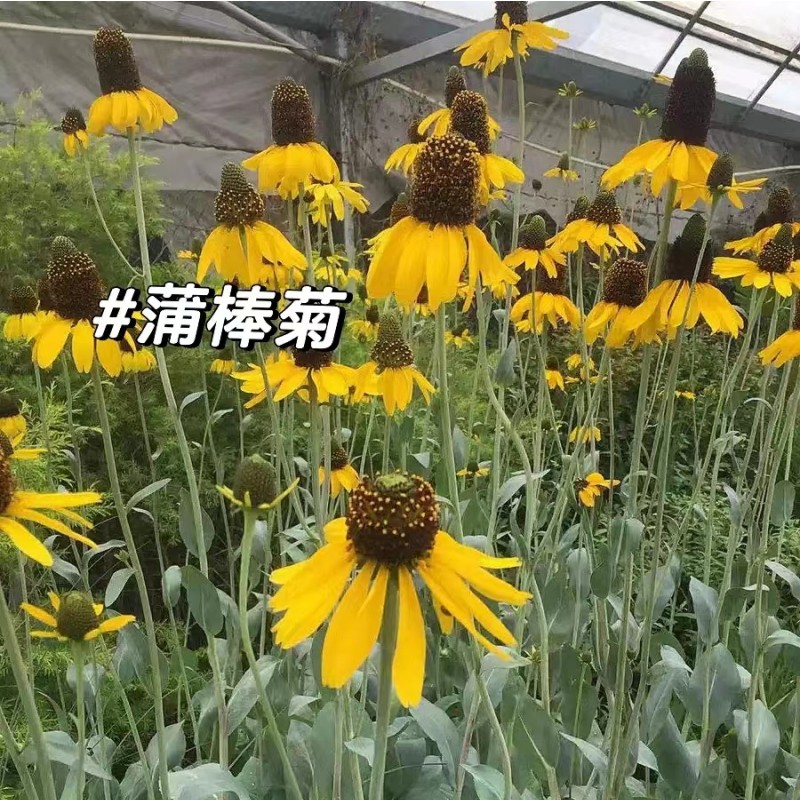 蒲棒菊盆栽花园夏秋宿根耐热耐寒