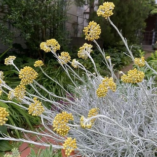 花镜植物冰锥蜡菊盆栽阳台花园耐寒耐热地被银叶花卉棉毛水苏好养