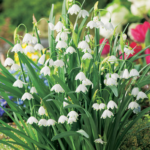 花镜植物荷兰进口雪片莲盆栽带花苞多年生阳台庭院耐冻植物易活
