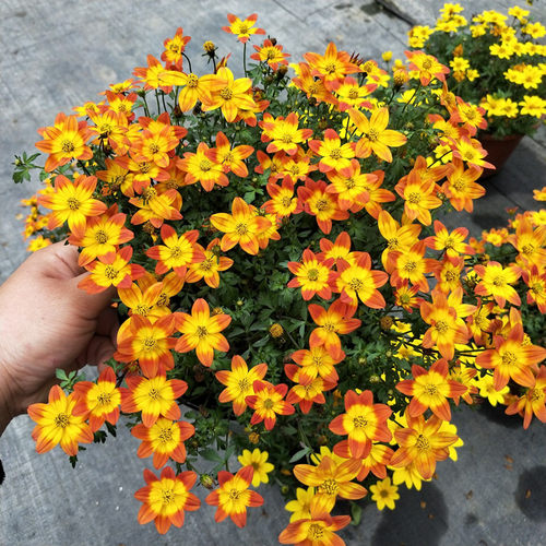 鬼针草盆栽带花四季庭院阳台包邮