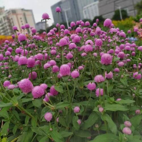 千日红阳台庭院夏秋季耐热耐晒