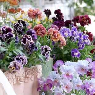 花彩角堇花苗盆栽礼服皱边角堇德古拉耐寒花期长阳台庭院花卉好养