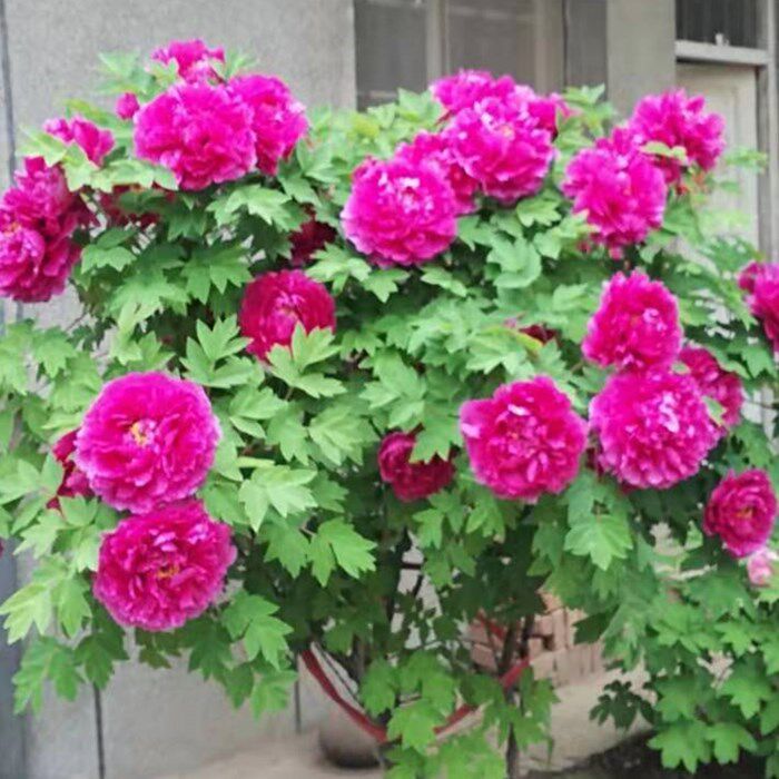 绿植大苗庭院带花洛阳牡丹包邮