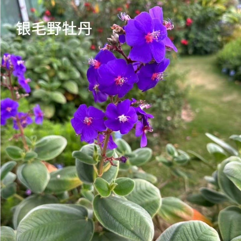 澳洲银毛野牡丹盆栽耐热耐寒
