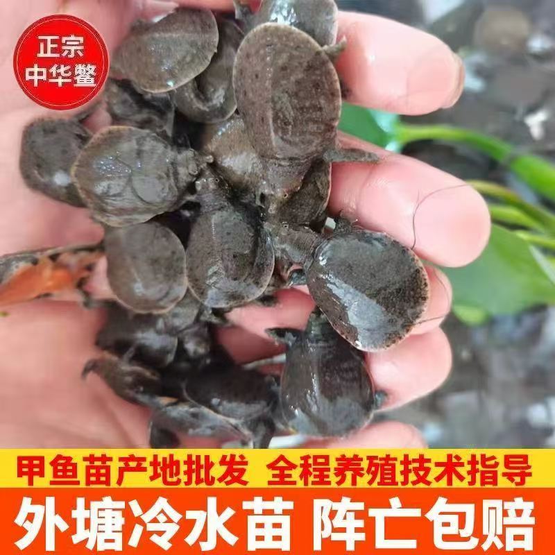 3克小甲鱼苗鱼塘冷水养殖中华鳖水鱼团鱼王八苗龙鱼饲料基地直发