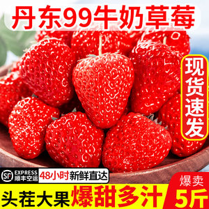 现货丹东99牛奶草莓新鲜孕妇草莓5斤整箱当季水果草莓红颜大草莓3