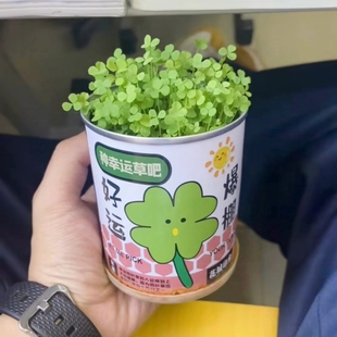 种植罐头植物桌面迷你绿植好养创意小盆栽种植草莓向日葵种子种花