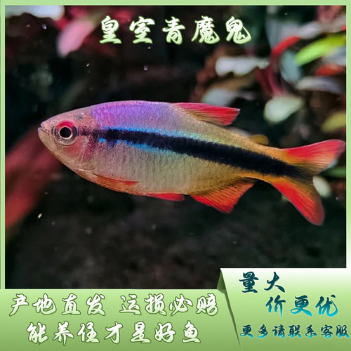【柘鱼部落】皇室青魔鬼