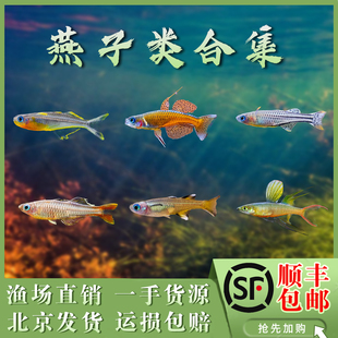 霓虹燕子新郎官阿鲁珍珠燕子橘色珍珠燕子美人甜心热带淡水观赏鱼