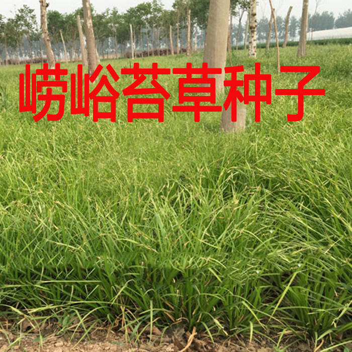 崂峪苔草种子草京苔草崂峪苔草种子崂峪苔草种子草本植物庭院园林