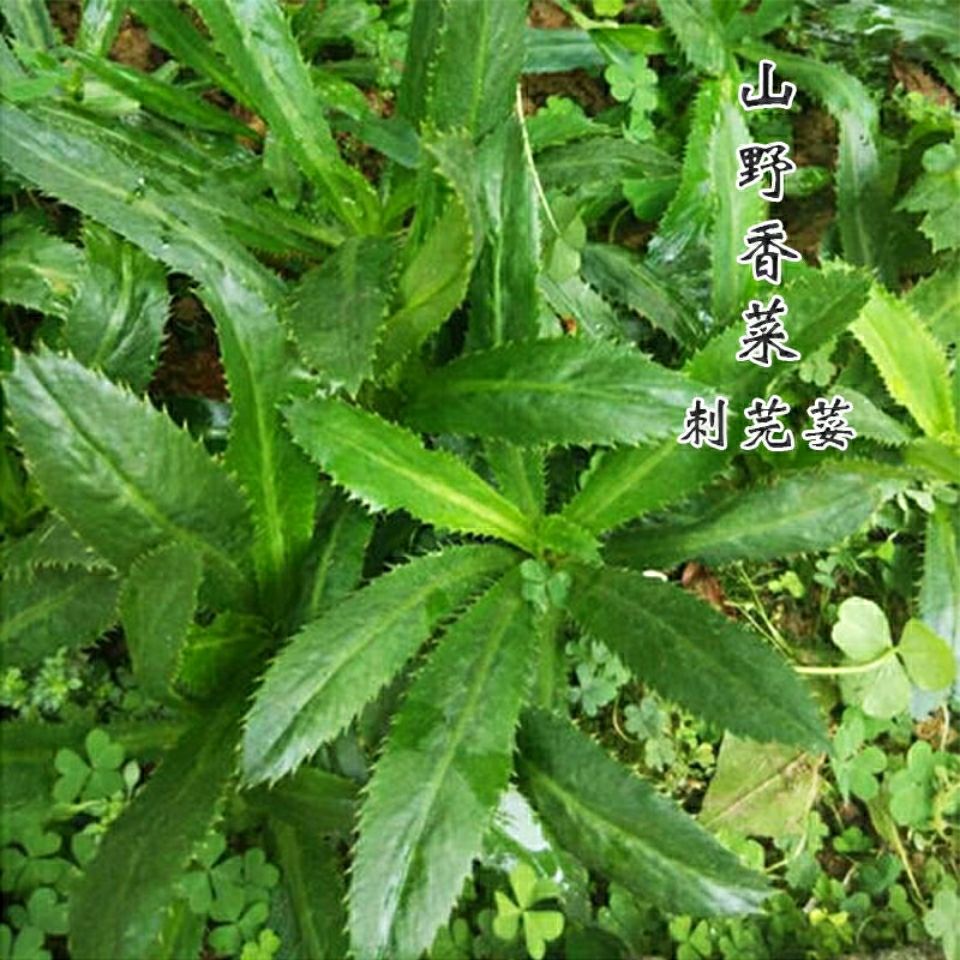 【云南刺芫荽种子】越南野香菜大香菜种子刺芹缅芫荽香菜阿佤芫荽