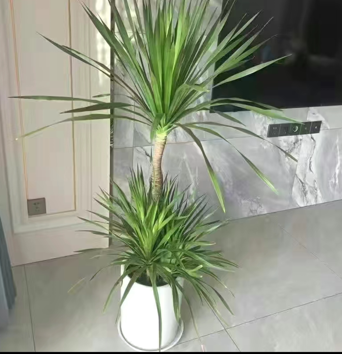 双层龙血树盆栽净化空气阳台客厅简约时尚款