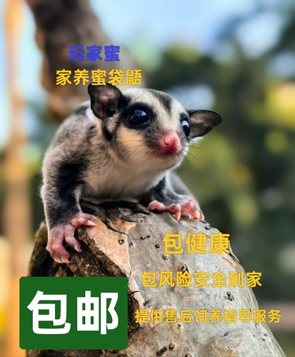 蜜袋鼯幼崽蜜袋鼯飞鼠活物普蜜白脸纯白奶油马赛克小宠物家养