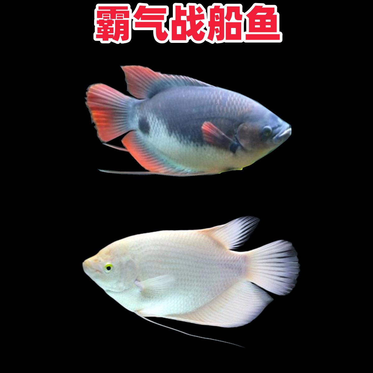 战船观赏鱼红眼白招财鱼黑眼红尾黑战船鱼中大型淡水热带宠物鱼苗