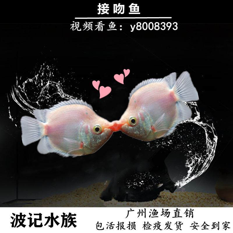 接吻鱼小型淡水热带观赏鱼亲嘴鱼金鱼好养耐活体亲嘴鱼草缸宠物鱼
