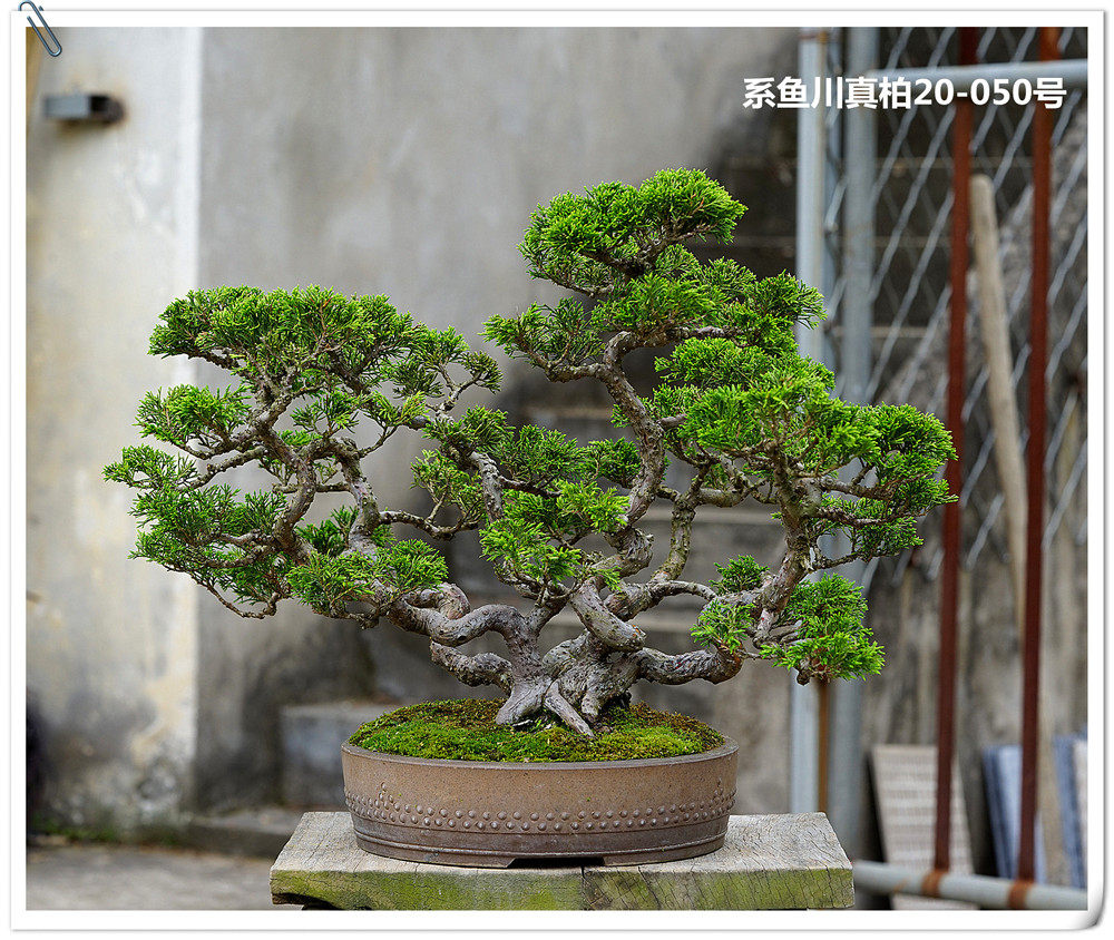 仁亿盆景园/日本进口系鱼川真柏盆景 20-050