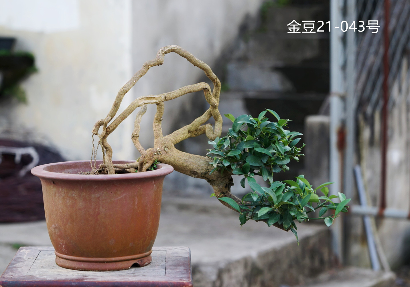 仁亿盆景园/ 本地金豆盆景/ 提根临水金豆/ 盆养多年 21-043号