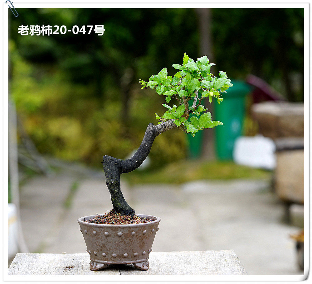 仁亿盆景园/老鸦柿盆景 山采老鸦柿盆景 盆养多年/20-047