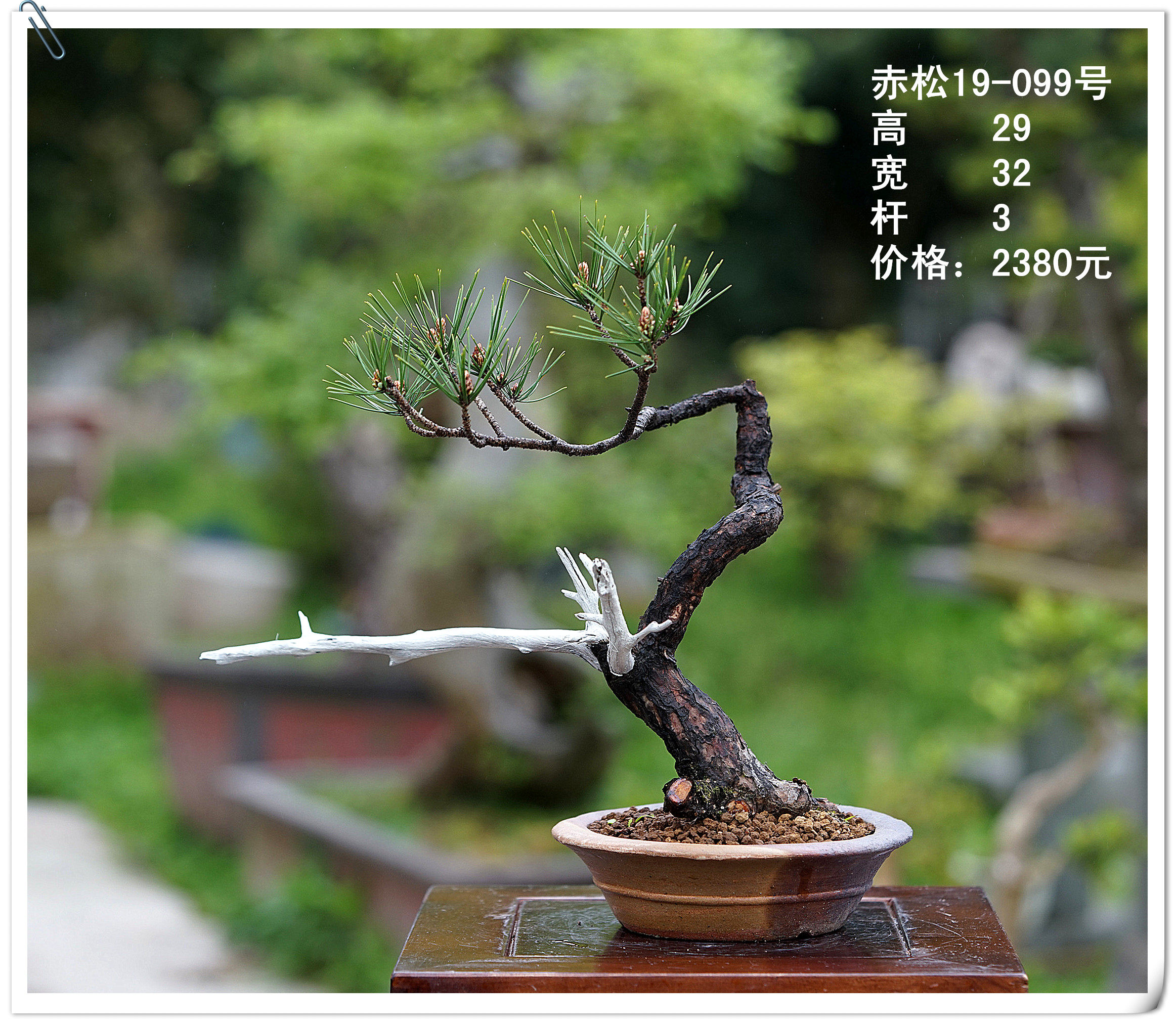 仁亿盆景园/国产赤松盆景 山采赤松盆景 盆养多年赤松盆景/19-099