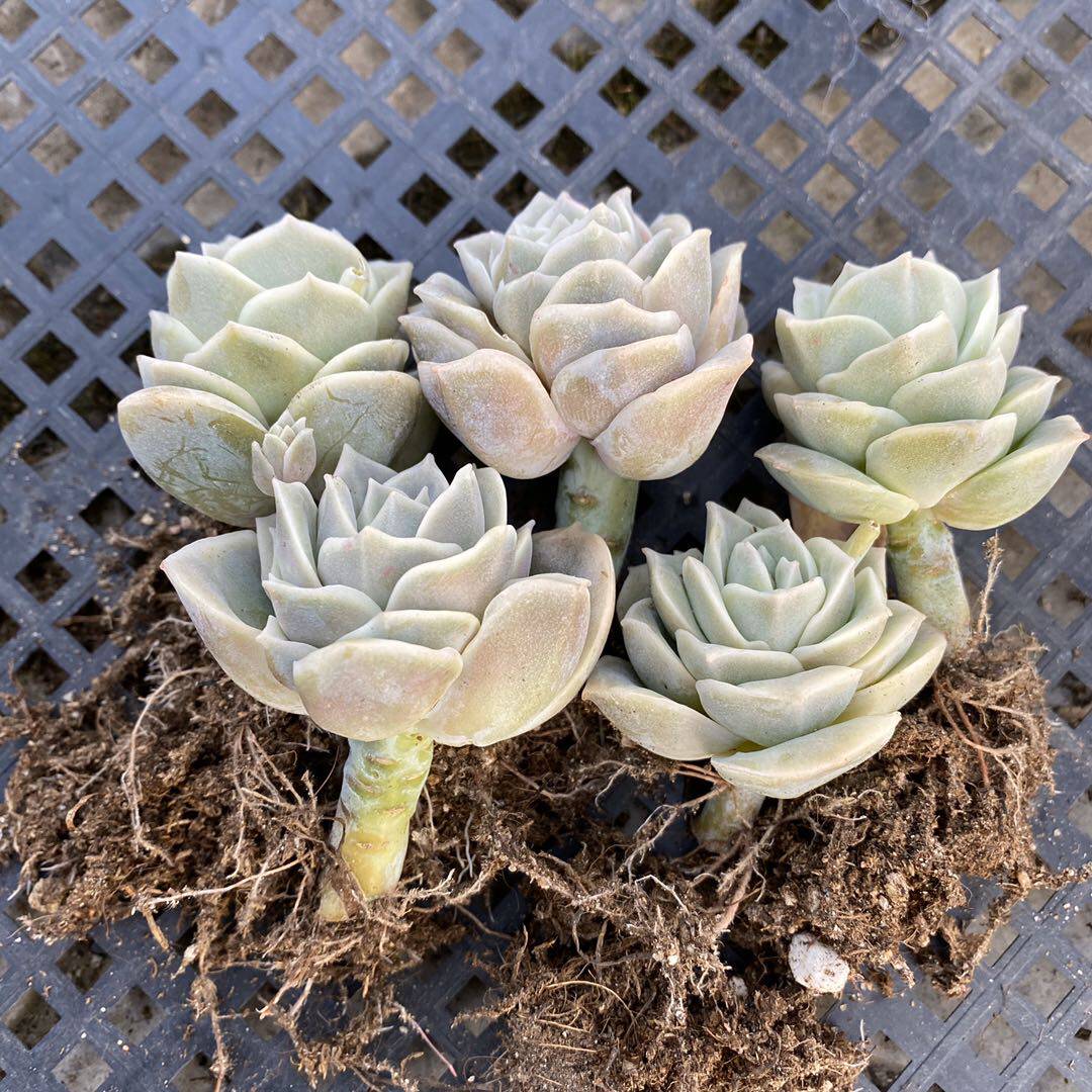 多肉植物可爱玫瑰多肉组合同童话园艺全店满38包邮在类目 鲜花速递/花卉仿真/绿植园艺, 花卉/绿植盆栽（新）, 多肉植物中 - 来自Buy2taobao.com提供专业的淘宝代购服务