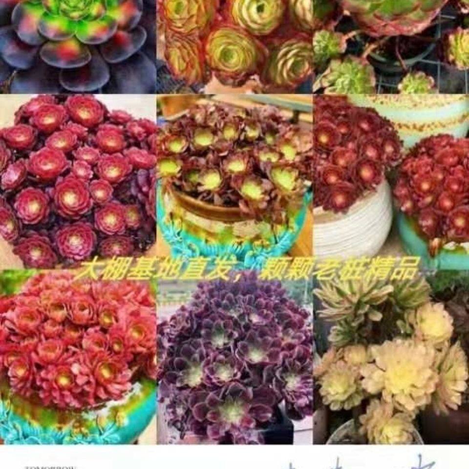 糖心万圣节翡翠法师老桩精品多肉多肉植物