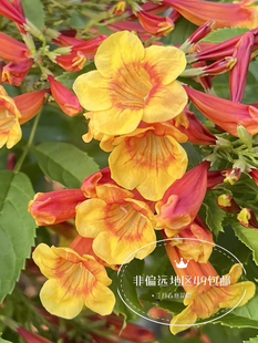 进口木本橙钟花多年生常绿耐热晒旱易养花成球生长迅速嫩黄金钟花