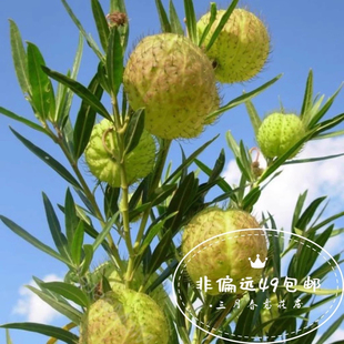 唐棉绿植气球果盆栽河豚果风船唐棉钉头果多年生气球花切可爱礼物