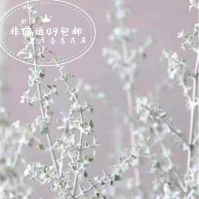 银叶仓鼠布什浆果藜观叶小灌木耐寒耐热花镜素材植物