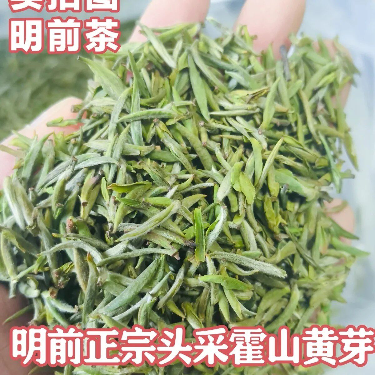 正宗特级霍山黄芽2026新茶安徽特产明前头采嫩芽浓香型春茶125克