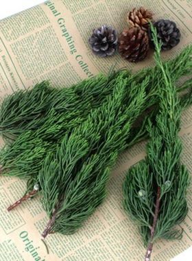 纯天然真松柏枝叶 龙柏叶子圣诞树装饰diy花环永生花松塔摆件扁柏