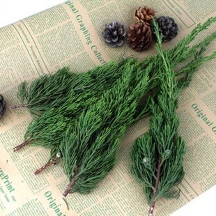 纯天然真松柏枝叶 龙柏叶子圣诞树装饰diy花环永生花松塔摆件扁柏
