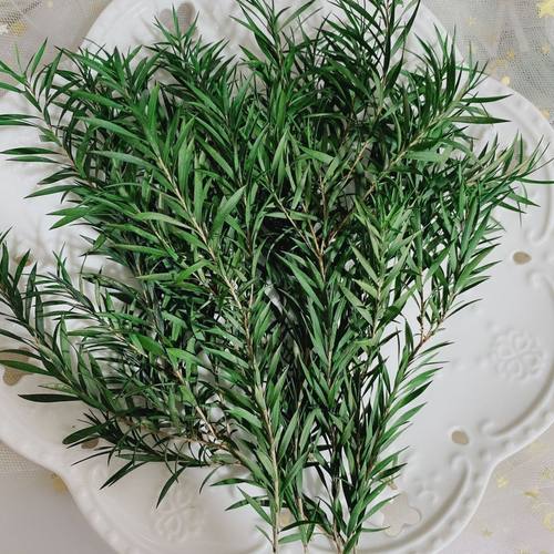 永生花永久千层叶万层金diy材料保鲜装饰干花香薰绿植千层金干花